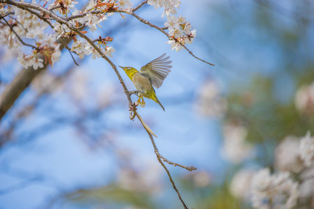 Cherry blossoms and Japanese white-eyeの写真素材