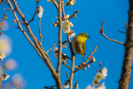 Cherry blossoms and Japanese white-eyeの写真素材