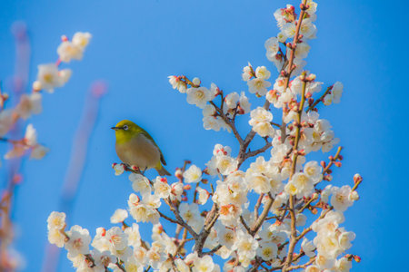 Cherry blossoms and Japanese white-eyeの写真素材