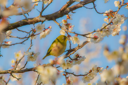Cherry blossoms and Japanese white-eyeの写真素材