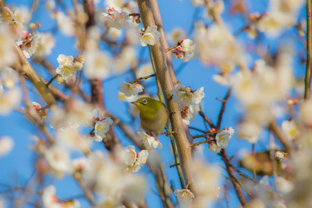 Cherry blossoms and Japanese white-eyeの写真素材
