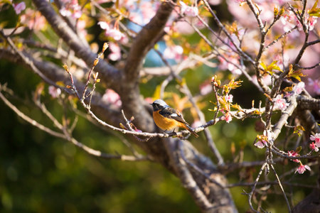 Cherry blossoms and birdsの写真素材