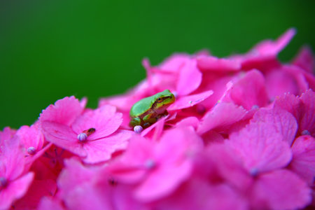 Hydrangea and frogの写真素材