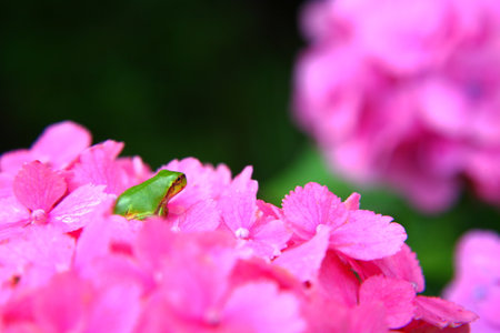 Hydrangea and frogの写真素材