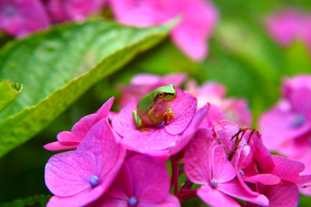 Hydrangea and frogの写真素材