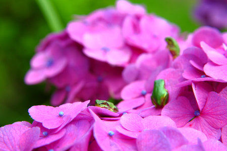 Hydrangea and frogの写真素材