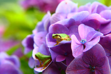 Hydrangea and frogの写真素材