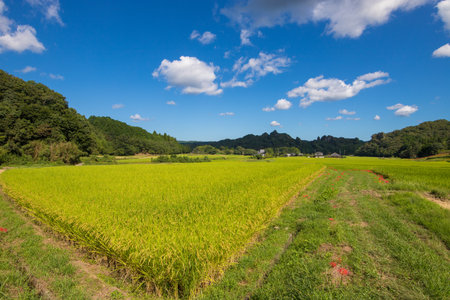 Rice Fields and Flowersの写真素材