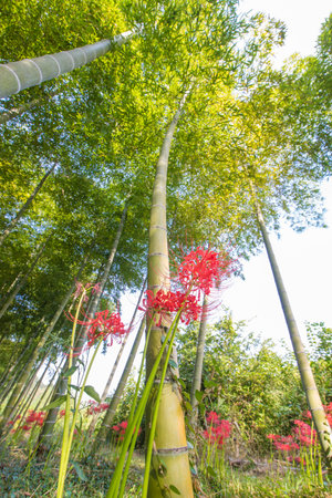 Flowers and Treesの写真素材