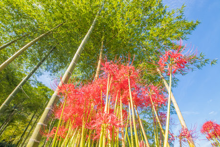 Flowers and Treesの写真素材