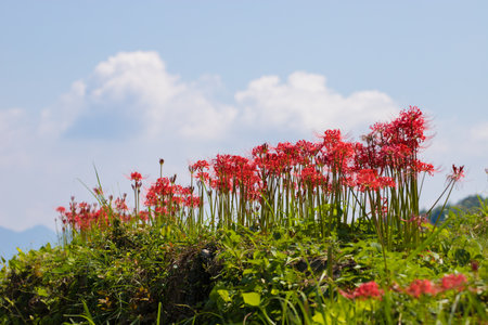 Amaryllis in terraced paddy fieldsの写真素材