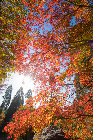 Autumn leaves in Seikei Park (Taku City, Saga Prefecture)