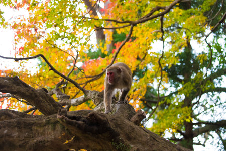 Monkeys and autumn leaves of Mount Takasaki (Oita City, Oita Prefecture)の写真素材