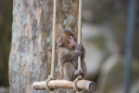 Monkeys and autumn leaves of Mount Takasaki (Oita City, Oita Prefecture)の写真素材