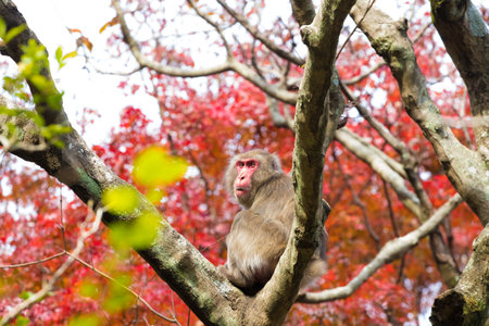 Monkeys and autumn leaves of Mount Takasaki (Oita City, Oita Prefecture)の写真素材