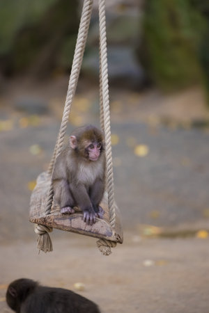 Monkeys and autumn leaves of Mount Takasaki (Oita City, Oita Prefecture)の写真素材