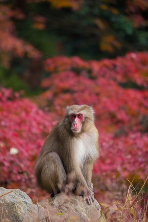 Monkeys and autumn leaves of Mount Takasaki (Oita City, Oita Prefecture)の写真素材