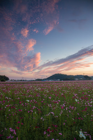 Cosmos field and sunrise (Nakatsu City, Oita Prefecture)の写真素材