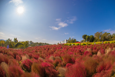Kokia and the Blue Sky (Ruru Park, Kitsuki City, Oita Prefecture)