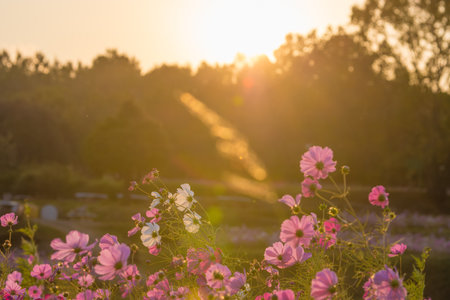 Backlit cosmos field (Oita City, Oita Prefecture)の写真素材