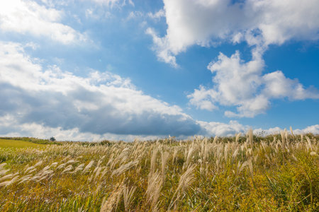 Dry grass in a field in autumn under a blue cloudy skyの写真素材