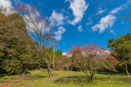Cherry blossom trees with blue sky and white clouds in springの写真素材