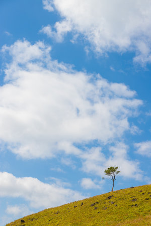 Lonely tree on the hillside with blue sky background.の写真素材
