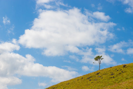 Lonely tree on the hill with blue sky and white cloudsの写真素材