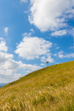 Lonely tree on the hillside under blue sky with cloudsの写真素材