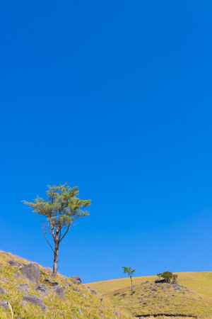 Lonely tree on the hill with blue sky backgroundの写真素材