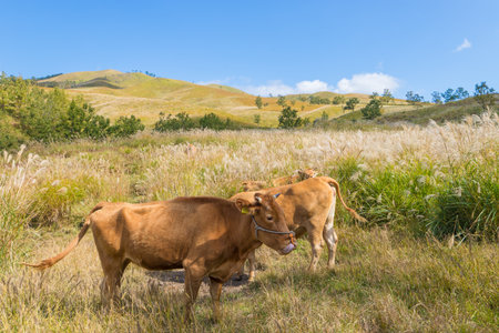 Cows grazing in the meadow on the hillsideの写真素材