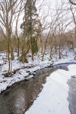 Stream in the winter forest. Winter landscape. Snow covered trees.の写真素材