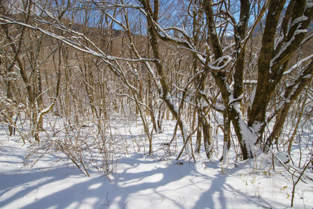 Trees covered with snow in the forest, closeup of photoの写真素材
