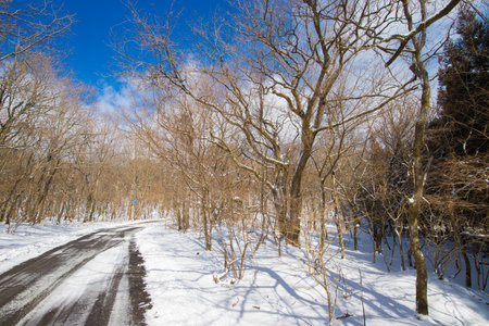Snowy road in winter forest with blue sky, natural landscape backgroundの写真素材