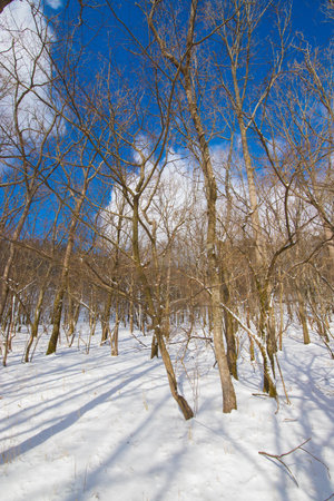 Trees covered with snow in winter forest. Blue sky and white clouds.の写真素材