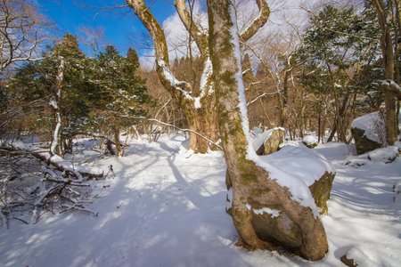 Winter forestの写真素材