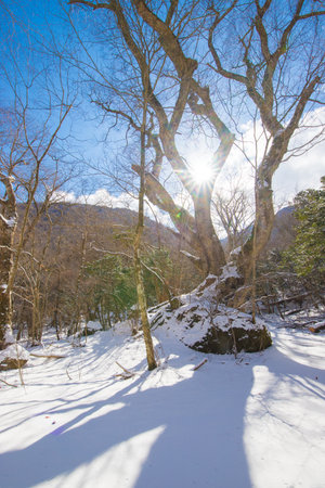 Winter landscape of snow-covered forest and the sun shining through the branchesの写真素材