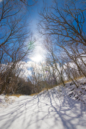 Winter landscape with snow-covered trees and blue sky in sunny dayの写真素材
