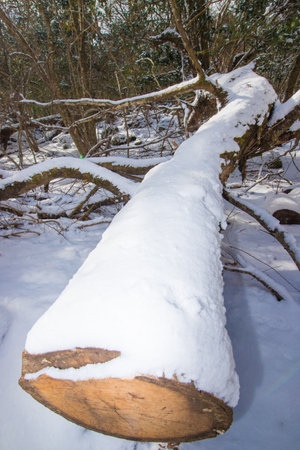 snow felled trees in the forest, closeup of photoの写真素材