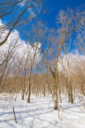 Trees and blue sky in winterの写真素材