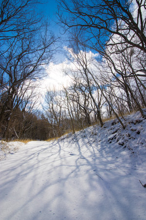 snowy road in winter forest with blue sky and white cloudsの写真素材