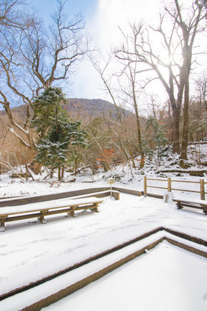 Winter landscape in the forestの写真素材