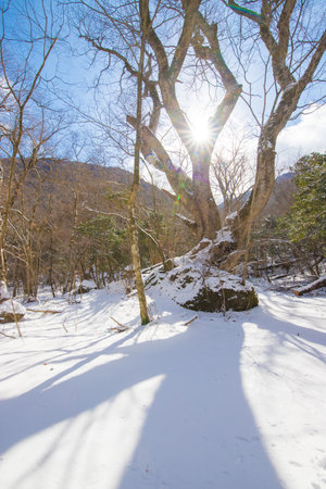 snowy forest in winter with sun shining through tree trunksの写真素材