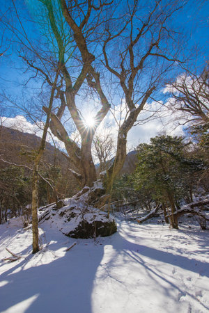 Stream in the woods. Winter landscape. Snow on the ground.の写真素材