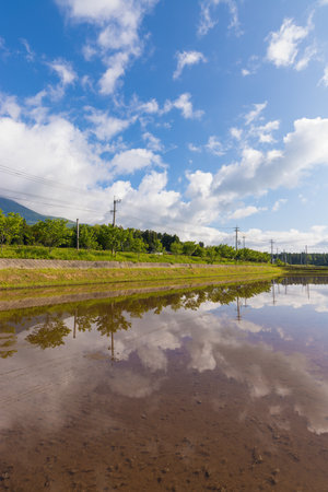 Paddy fields and reflections (Taketa City, Oita Prefecture)の写真素材