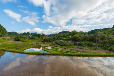 Paddy fields and reflections (Taketa City, Oita Prefecture)の写真素材