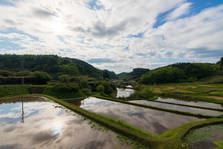 Paddy fields and reflections (Taketa City, Oita Prefecture)の写真素材