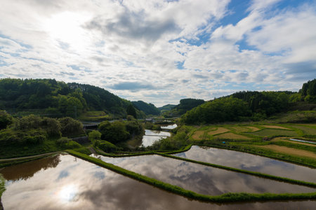 Paddy fields and reflections (Taketa City, Oita Prefecture)の写真素材
