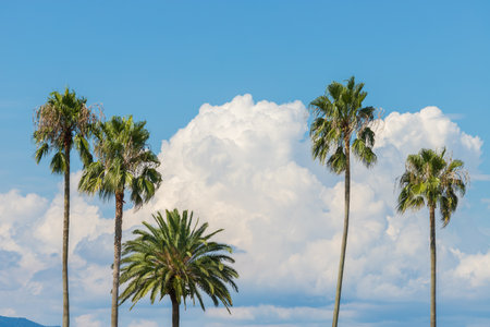 Summer clouds on the beach in Oita City, Oita Prefecture, Japanの写真素材