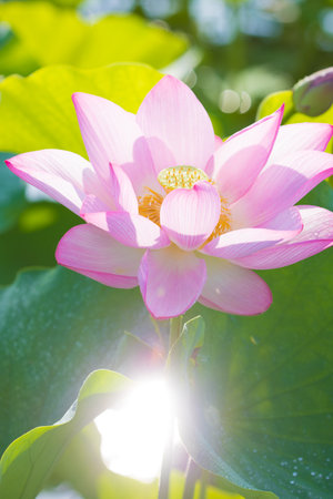 lotus flower and sunlightの写真素材